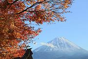 從西湖里根場看富士山