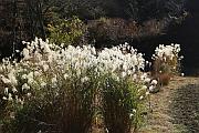 西湖野鳥森林公園