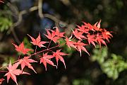 西湖野鳥森林公園