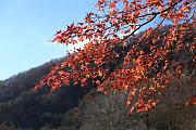 西湖野鳥森林公園