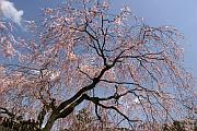圓山公園的櫻花樹