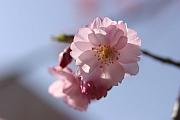 圓山公園的櫻花