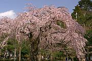 圓山公園的櫻花樹