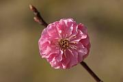 圓山公園的櫻花