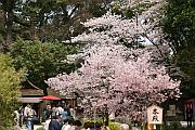 京都御所的櫻花