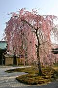 高台寺的櫻花