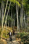 高台寺的竹林小徑