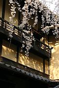 寺外清水阪的櫻花