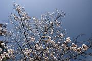 唐招提寺的櫻花