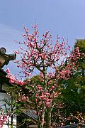 唐招提寺的櫻花