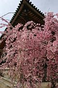 法隆寺的櫻花