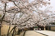 法隆寺的櫻花