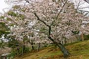 奈良公園的櫻花