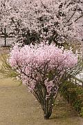 東大寺的櫻花