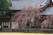 東大寺的櫻花