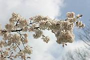 大阪城公園的櫻花